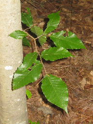 Leaf Image 1