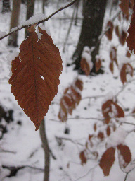 Leaf Image 3