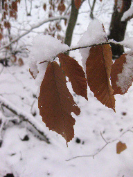Leaf Image 4