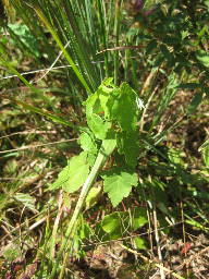 plant image