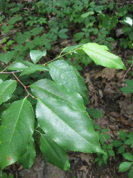 plant image