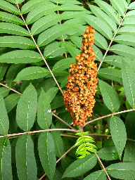 plant image