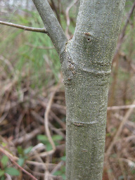 Bark Image 1