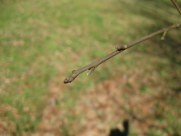 Twig Image 1