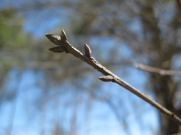 Twig Image 2